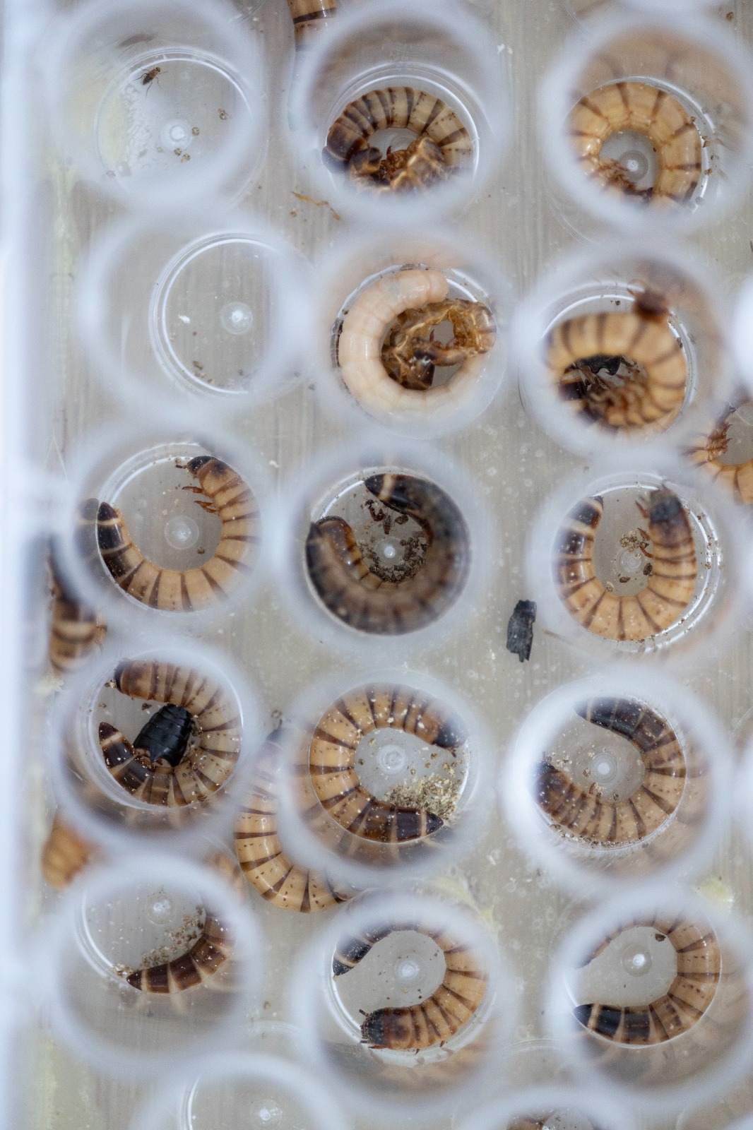 insectopia