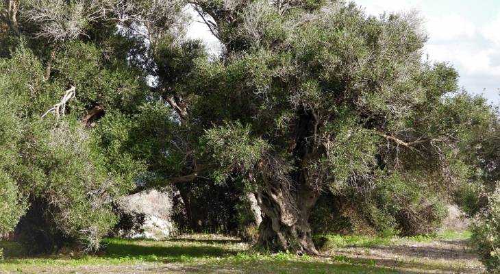 Bidnija Olive Grove