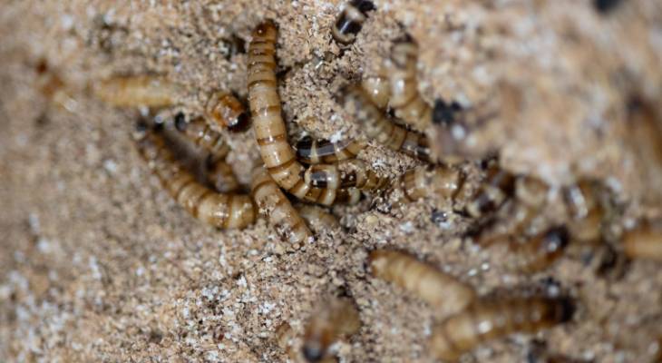 insectopia