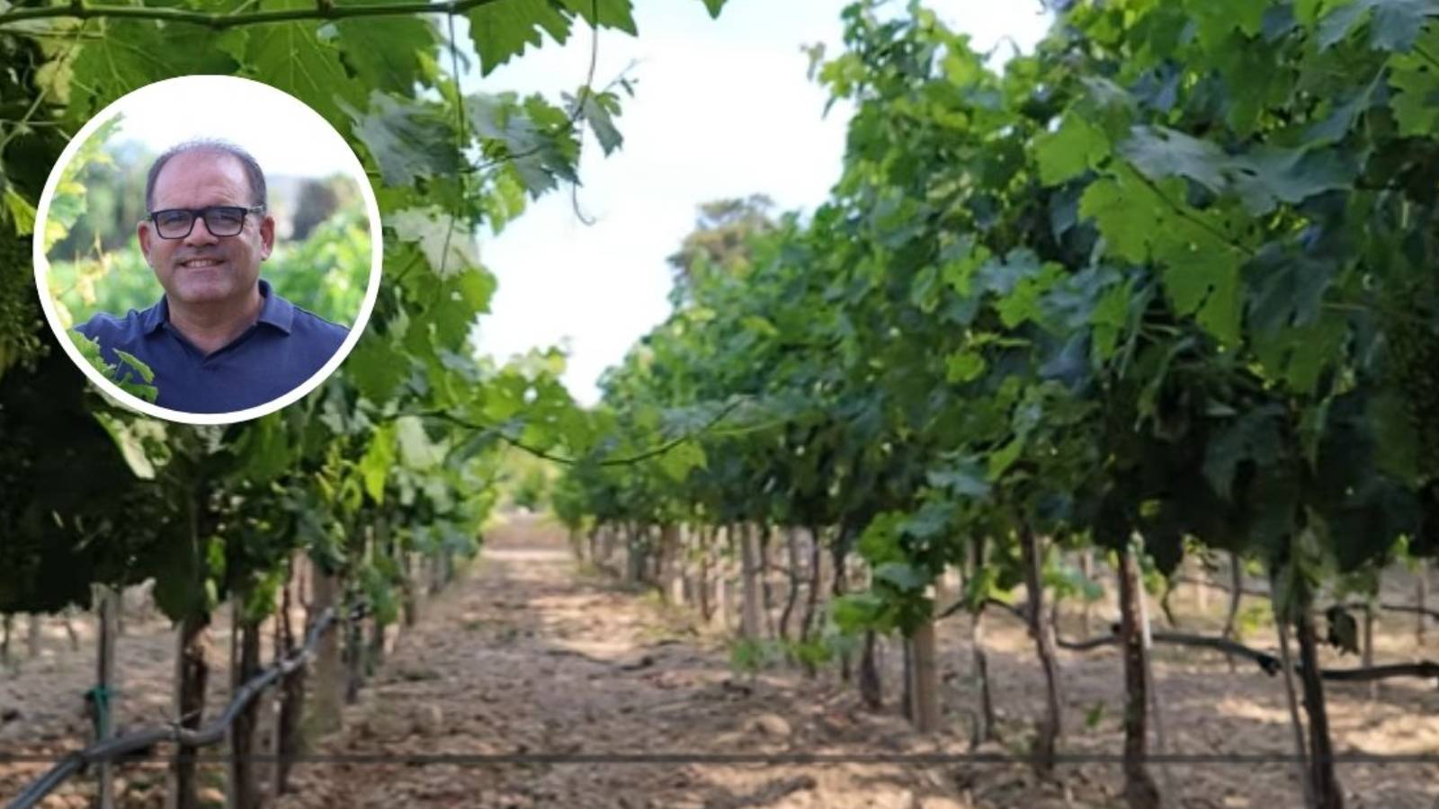 'It's early days' – Marsovin CEO on winemaking potential of recently ...